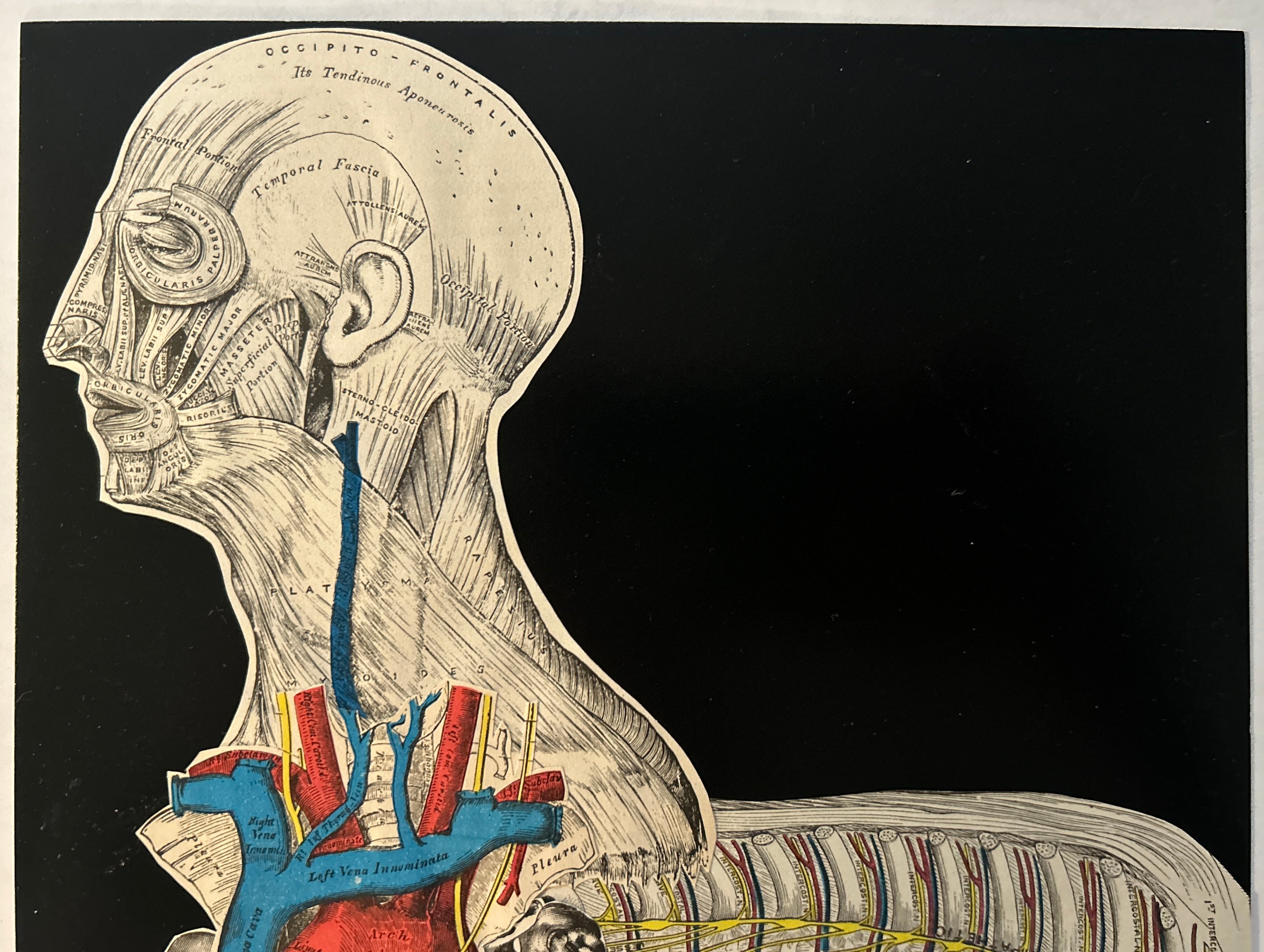 DNGRCT “Human Livestock” Original Collage