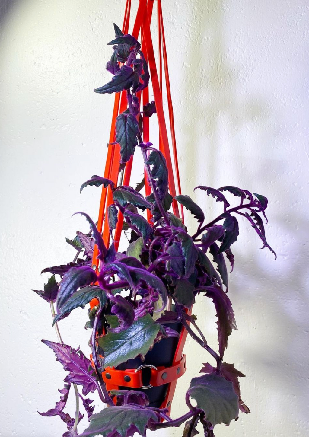 Puritan Candy "Vegan Basic Bitch" Red & Nickel Ring Plant Harness